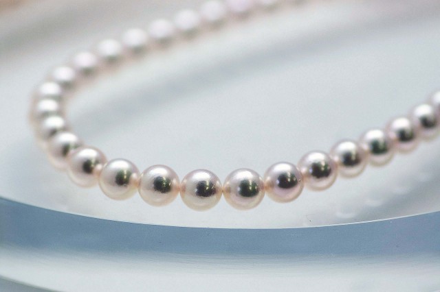 MIKIMOTO - あこや本真珠 ネックレス 7mm珠 &ピアス K14WG セット 新品